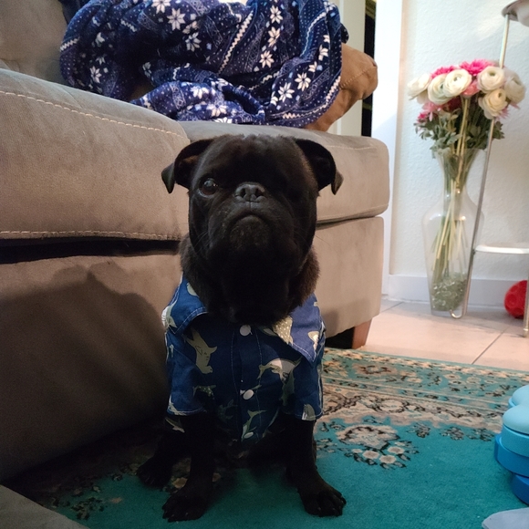 Meet your Posher, Melanie (Violet). - Picture 12 of 16